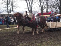 /album/furmanske-preteky-bytca-5-1-2o14/dscf2014-jpg1/