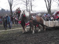 /album/furmanske-preteky-bytca-5-1-2o14/dscf2030-jpg1/