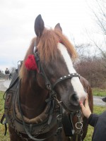 /album/furmanske-preteky-bytca-5-1-2o14/img-0320-jpg1/