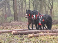 /album/furmanske-preteky-bytca-5-1-2o14/img-0424-jpg1/