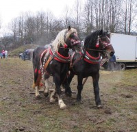 /album/furmanske-preteky-bytca-5-1-2o14/img-0561-jpg1/