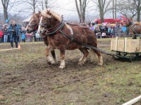 /album/furmanske-preteky-bytca-5-1-2o14/img-0610-jpg1/