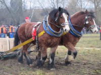 /album/furmanske-preteky-bytca-5-1-2o14/img-0629-jpg1/