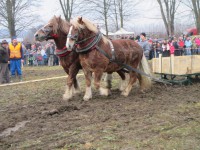 /album/furmanske-preteky-bytca-5-1-2o14/img-0647-jpg1/