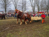 /album/furmanske-preteky-bytca-5-1-2o14/img-0651-jpg1/