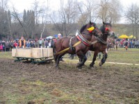 /album/furmanske-preteky-bytca-5-1-2o14/img-0675-jpg1/