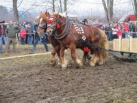 /album/furmanske-preteky-bytca-5-1-2o14/img-0677-jpg1/