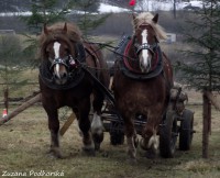 /album/furmanske-preteky-hrinova-22-2-2014/dscf2573-jpg/
