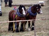 /album/furmanske-preteky-hrinova-22-2-2014/dscf2575-jpgg-jpg/